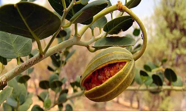 خرید عمده بذر کبر- کاپاریس