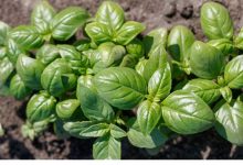 Basil-bazrkade