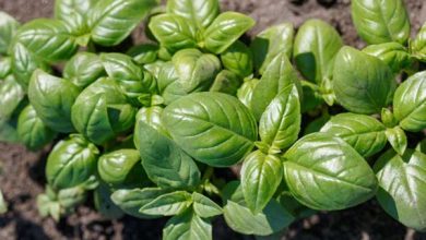 Basil-bazrkade
