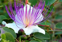Capparis-spinosa2