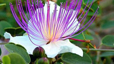Capparis-spinosa2