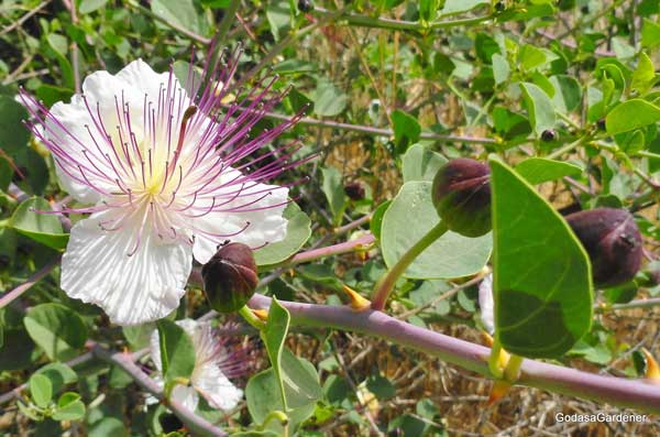 Capparis-spinosa3