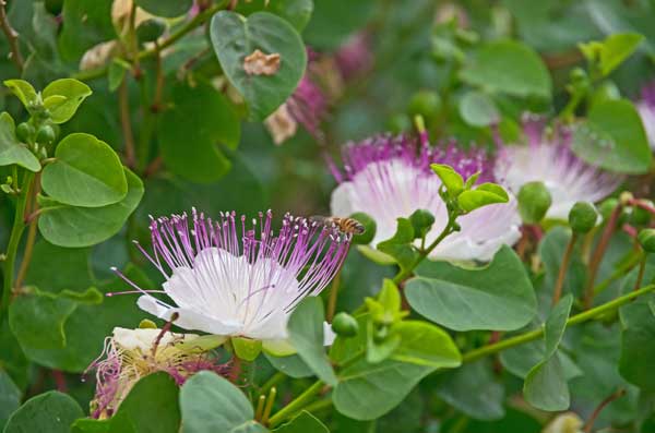 Capparis-spinosa4