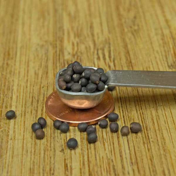 Common-Sage-Seeds2