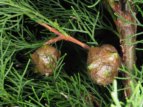 Cupressus sempervirens