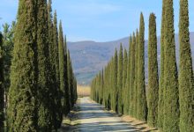 Cupressus-sempervirens2