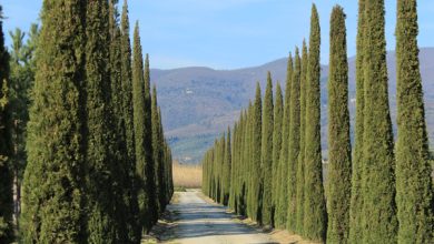 Cupressus-sempervirens2