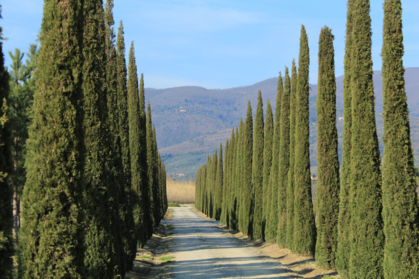Cupressus-sempervirens2