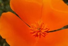 Eschscholzia 3californica