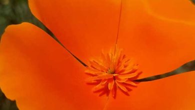 Eschscholzia 3californica