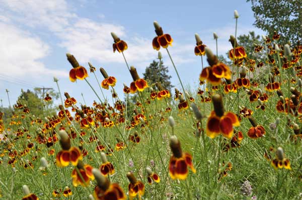 Mexican Hat