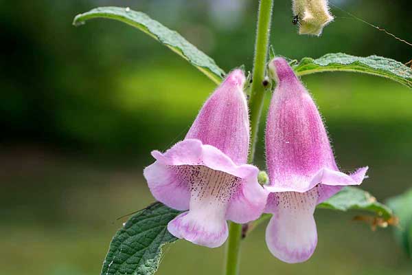 Sesame-Flowers