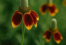 mexican hat2