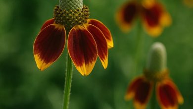 mexican hat2