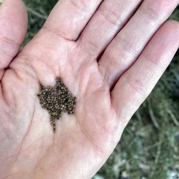 poppy-california-seed