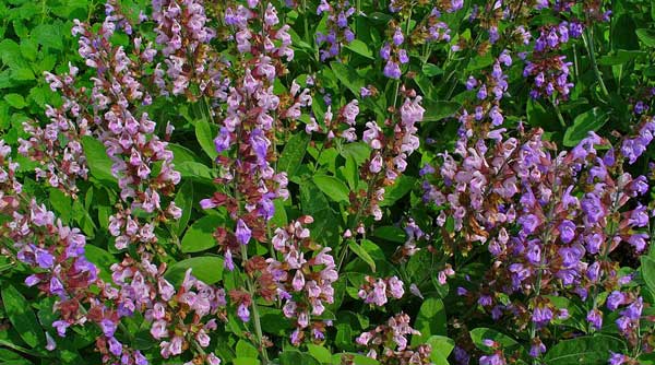 salvia-officinalis2