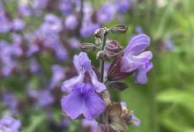 salvia-officinalis3