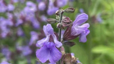 salvia-officinalis3